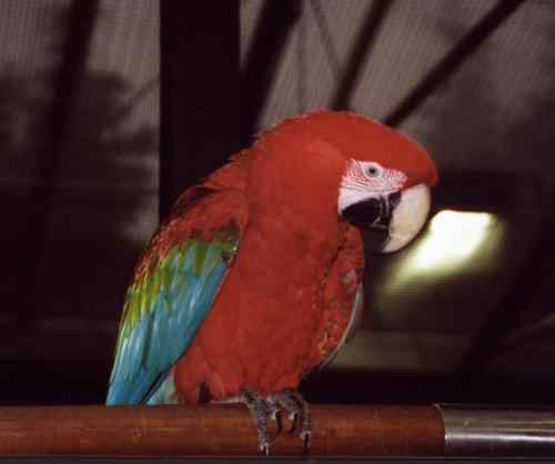 Grünflügel-Ara